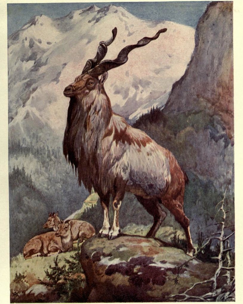 BioDivLibrary's tweet photo. #SciArtFix Markhors (Capra falconeri). #MuseumWeek #WomenMW #SciArt by Winifred Austen for Frank Finn, Wild Beasts… https://t.co/0GRAs8HyL5 https://t.co/QJGRXhIG3G