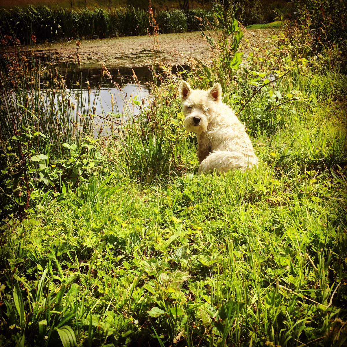 Sarah_Huxtable's tweet photo. @montysdognigel #hotdog #furcoat #offforaswim https://t.co/RCIpkCqG4d