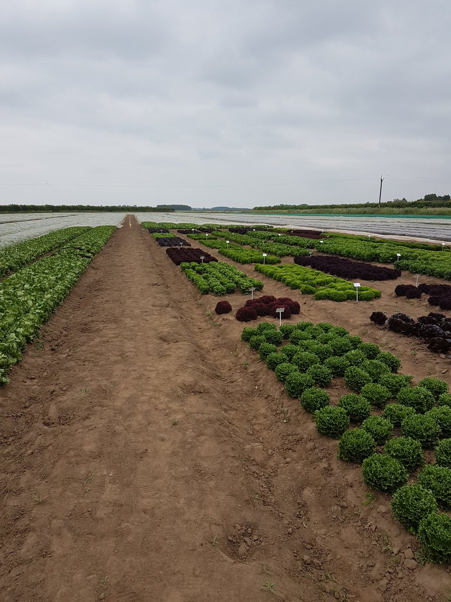 TrowGreg's tweet photo. From the potatoes fields of North Yorkshire, now fields of fresh produce #progessiveyoungfarmer  @natureswayfoods https://t.co/LIdJFTCVcE