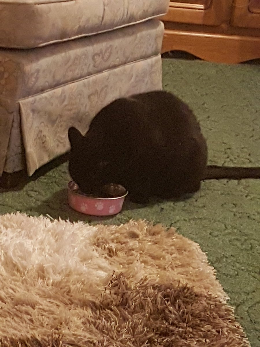 //One way to train her to drink water from her food bowl