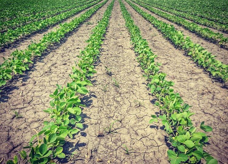 ChrisRoy00's tweet photo. 👍🏻🌱🌱 #ontag #widerows https://t.co/Vo4CXhaeUm