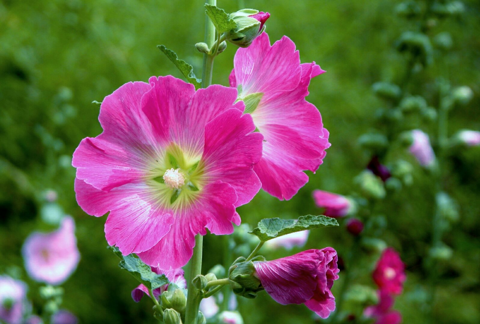 花 6月23日の花 立葵 花言葉 平安 アオイ科 葵 立葵 万葉集 梨 棗 黍 きみ に 粟つぎ 延ふ葛の 後も逢はむと 葵 あふひ 花咲く 葵 あふひ 逢う日 梨 棗 と続き 別れた葛のつるが 繋がる様に君に逢いたい それは葵の花が咲く