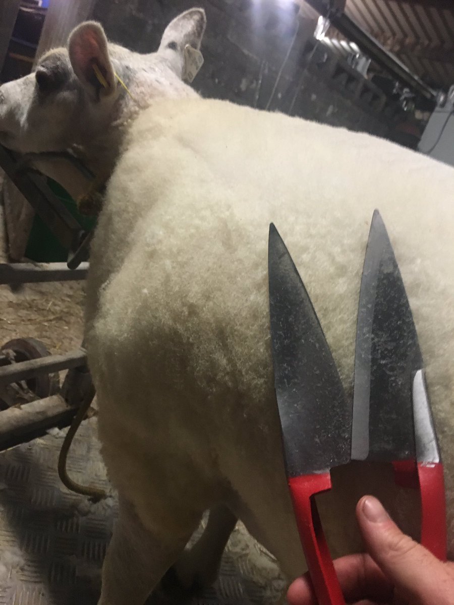 welshpedigrees's tweet photo. Late night sheep work..... Show preparations...... #localshow #showtime #beltex #trimming #oldschool #doitlikegrandaddid @catreed21 https://t.co/KUgSXg1lbz