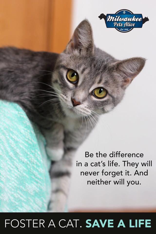 Mil_Pets_Alive's tweet photo. There is a cat that needs you! Consider fostering to save a life.  So many cats with little to no time left that very much need rescuing. https://t.co/I9hkV8HtRR