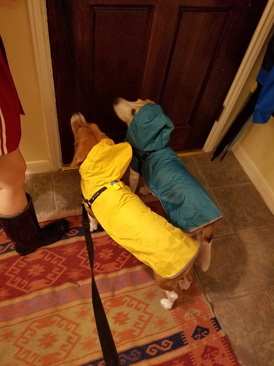 BeaglePasha's tweet photo. Rainy days cannot hold us back! #colorfulfamily https://t.co/OJLwuZlyiD