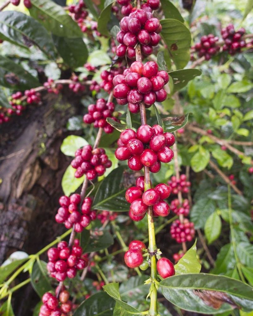 Barista Magazine tweet media