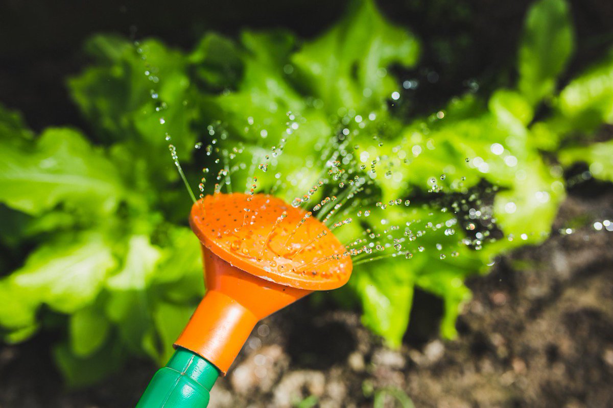 Grow Your Own Food and Get the Kids Involved #gardening #chippewavalleyfamily &gt;&gt; ow.ly/6Pz430cOOn9