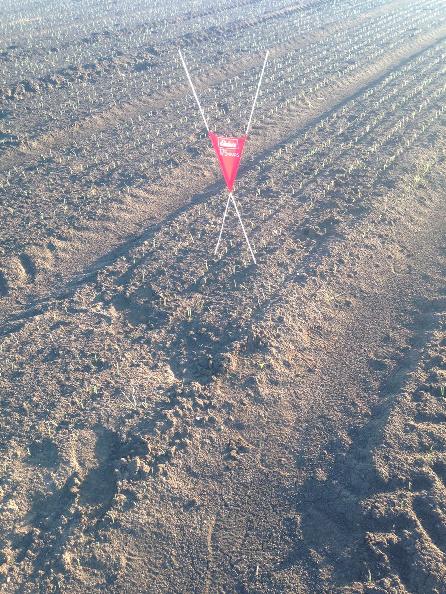 TeskeGreg01's tweet photo. Seminis onion trial @ Lindsay Ziser, Lockyer Valley in sunny Qld. https://t.co/lM7dlTD8in