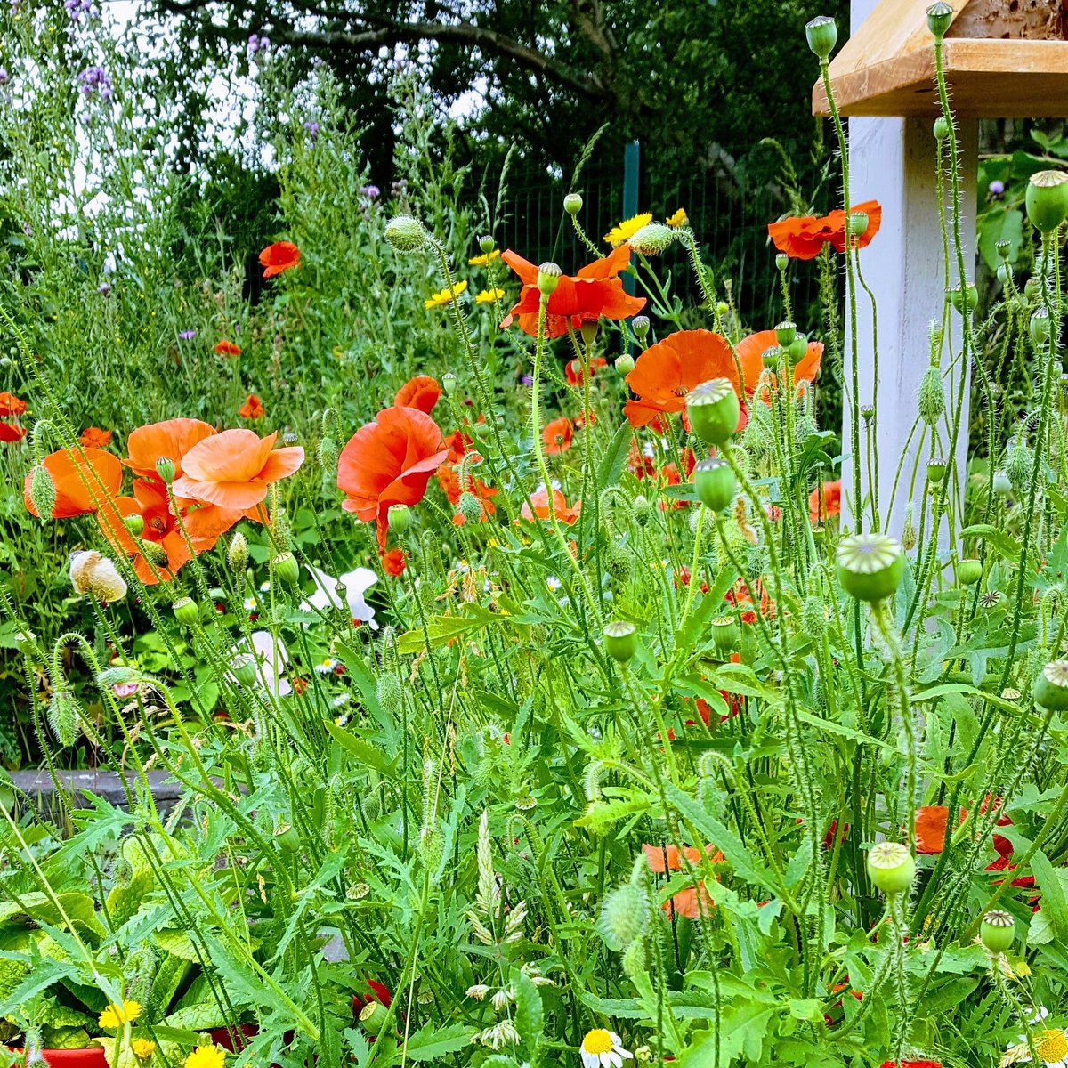 Our wildflower area is looking great. #SaveTheBees #lovetheoutdoors #wildflower