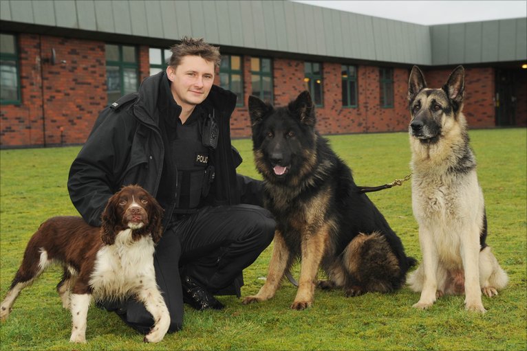 PConResponse's tweet image. There are an estimated 1,753 Police dogs left in the UK across 37 out of the 43 Forces. #DontDitchTheDogs