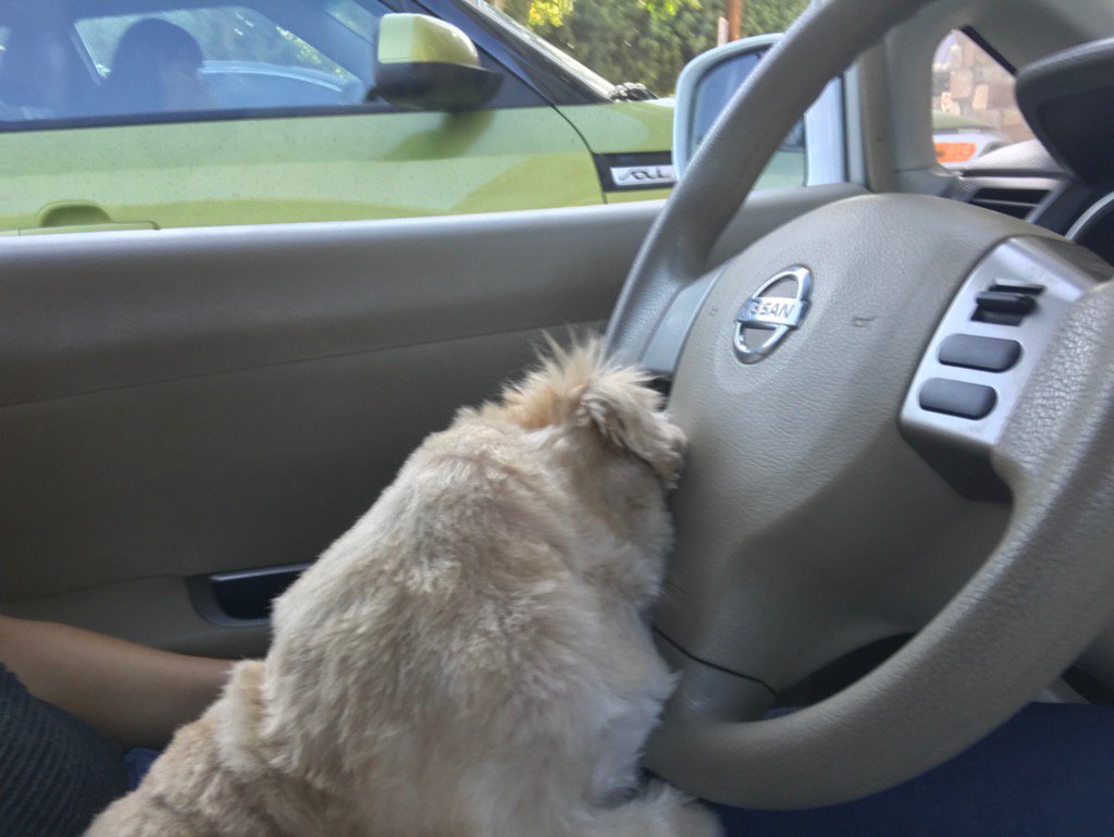MarnieTheDog's tweet photo. I fell asleep at the wheel haha don't do dat https://t.co/SO1bd19l8m