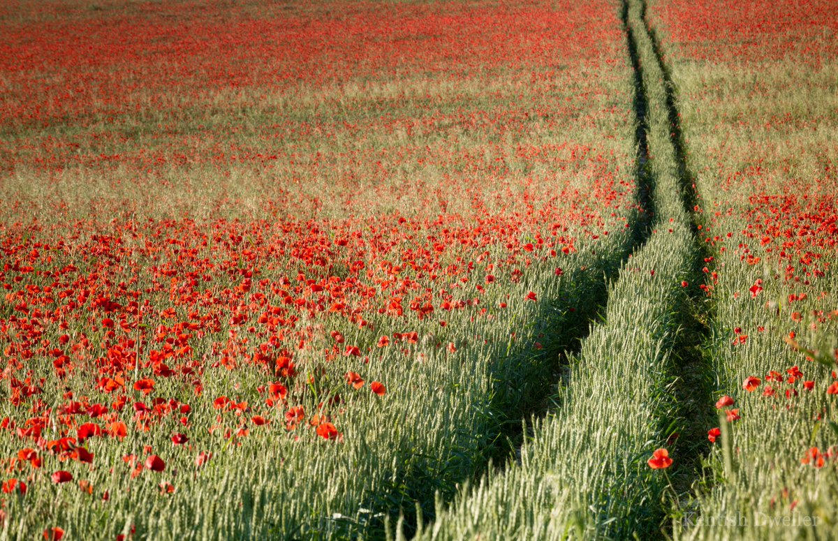 KentishDweller's tweet photo. Poppy lane, mid-June, #CharthamDowns, #NorthKentDowns, #Canterbury. https://t.co/InMEuBdnCb