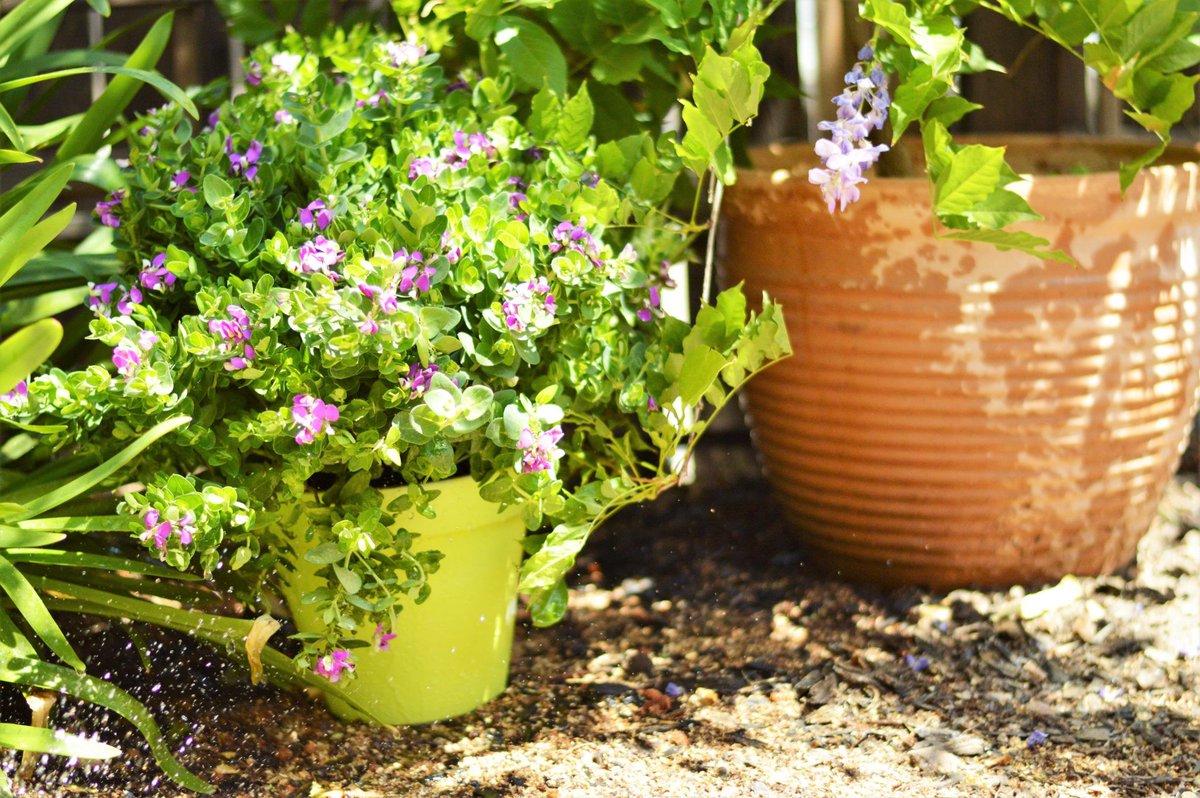 KerrieKelly's tweet image. These Pretty Pots are the Easiest Summer DIY Thanks to @hydetools: buff.ly/2rSIbcZ