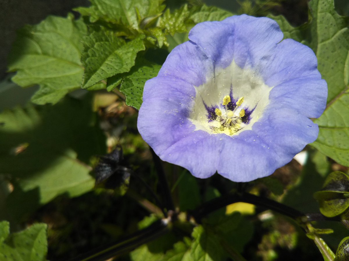 かっぱちゃん にっこり筆文字 黒ほおずきが咲きました 昨年 種を貰って蒔いたものの 芽はでなくて 今年 そのプランターの土をおこしておいたらなんとー 咲いてくれた 1年間 土の中で眠っていたのか いつ芽が出るかは種が知ってる っ