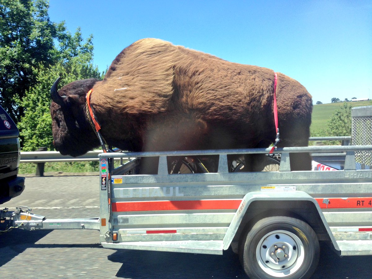 agileobjects's tweet photo. Happy to be in Eugene, Oregon for the @AcademicMuseums conference @uoregon 
Passed this on the way down from Portland... https://t.co/C4vQ0gywif