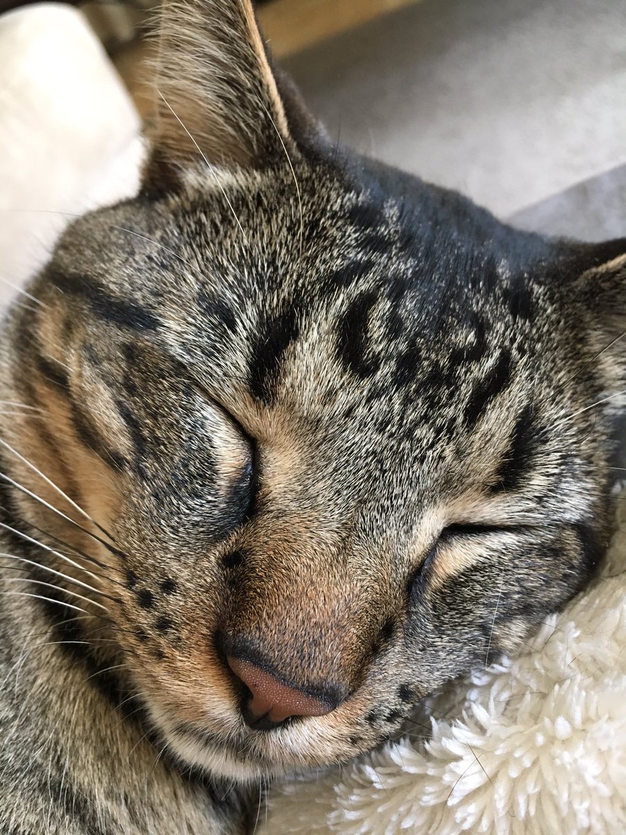 Thor_Witcher's tweet image. Meow