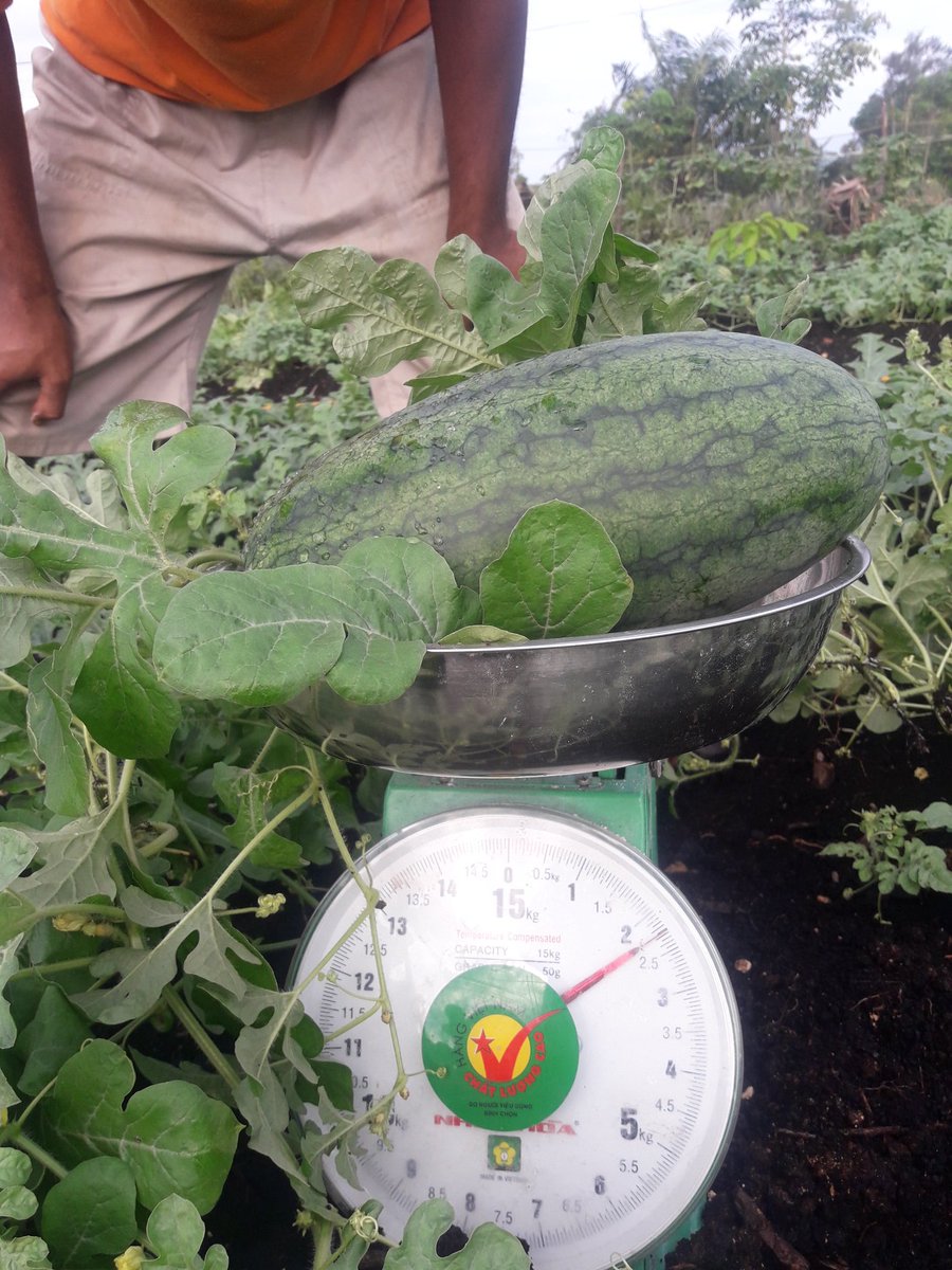 Usia 41 hari mencoba nimbang..dan ternyata hortik di lahan gambut lbh cpt besar.