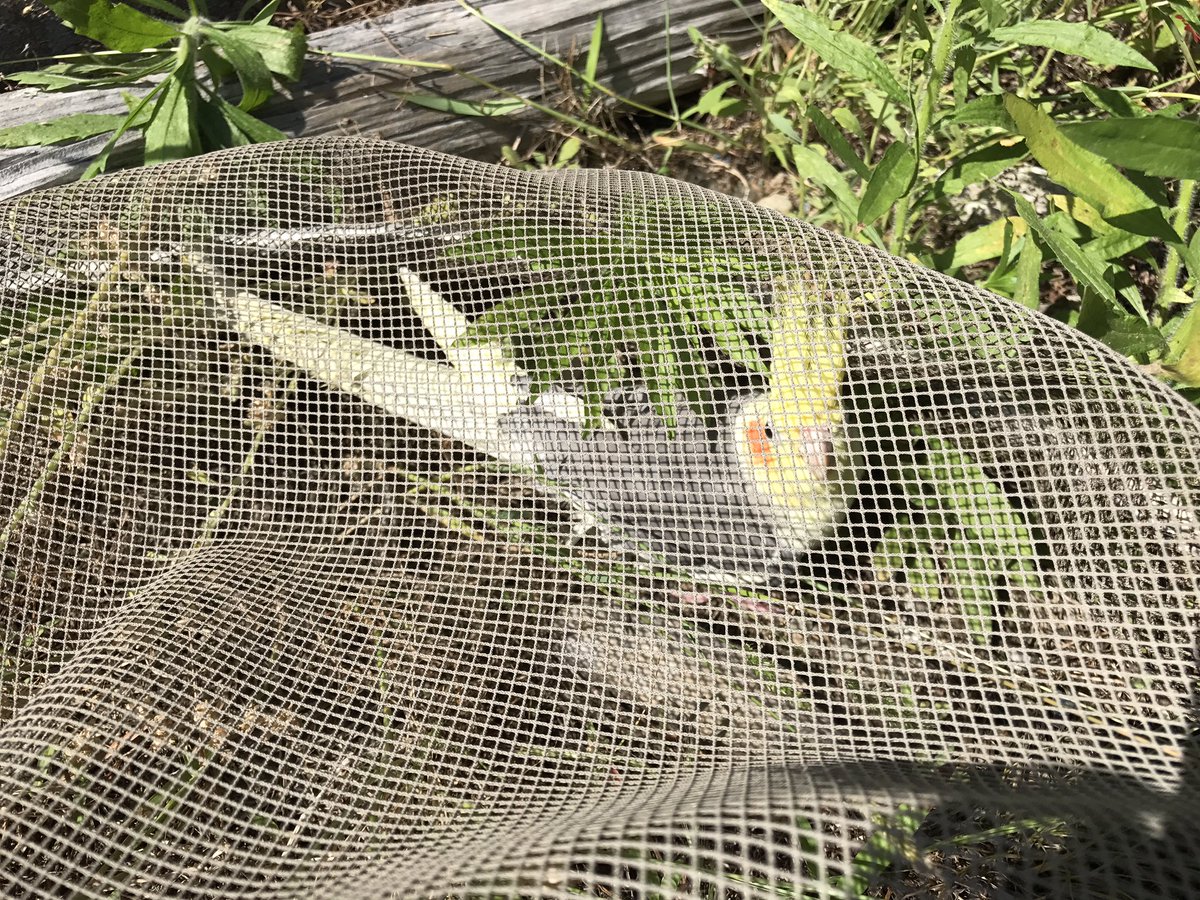 Cocomo君 On Twitter 迷子のオカメインコを捕獲しました カラスにイジメられて飛べなくなってるところに保護 場所は兵庫県洲本市金屋近辺です 飼い主の方いらっしゃれば幸いですが 知り合いにいないか探して下さい しばらくは責任を持って飼います