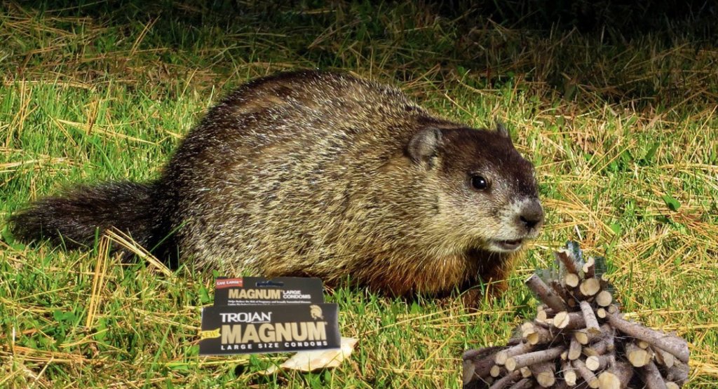 TheDailyZero's tweet image. How Much Wood Could A Woodchuck Chuck If A Woodchuck Were My Magnum Cock? thedailyzero.com/2017/06/11/how…