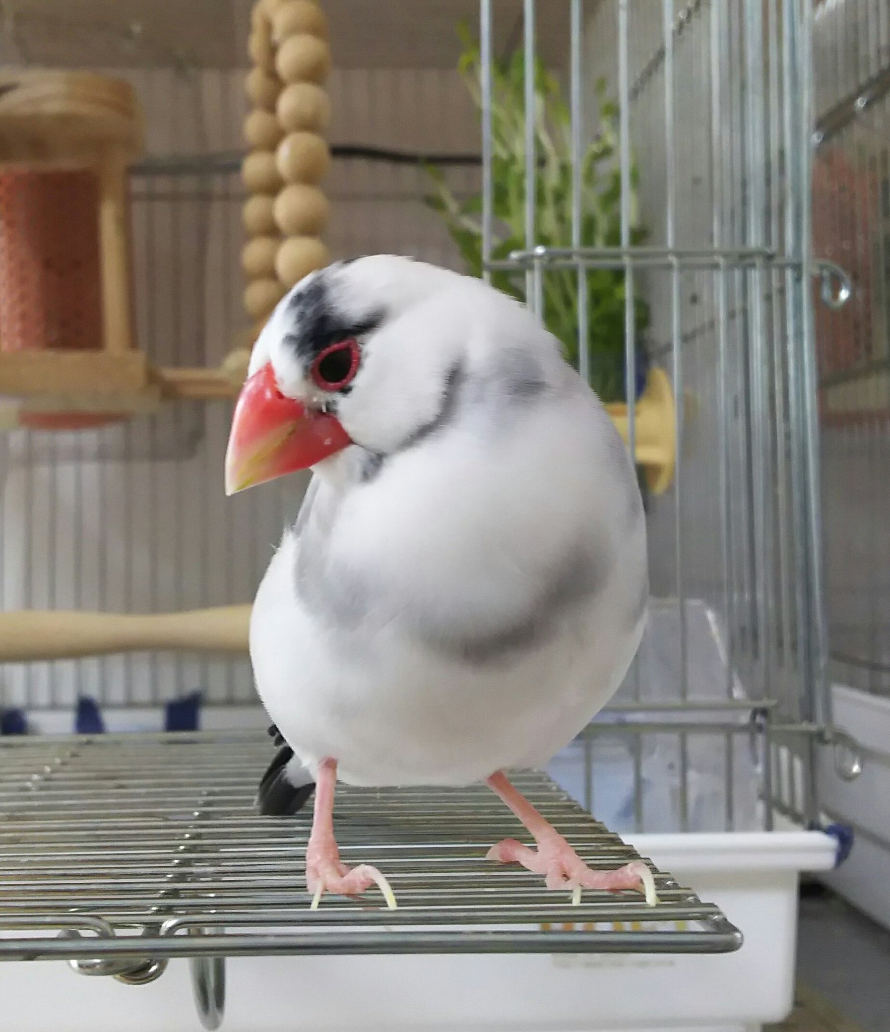 なな 翡翠堂 Twitterren 桜文鳥 ごま塩文鳥 白文鳥 迄はいかないけど 背中はグレーに白混ざり どんどん換わるね 文鳥 Buncho なな 翡翠堂 Twitterren 桜文鳥 ごま塩文鳥 白文鳥 迄はいかないけど 背中はグレーに白混ざり どんどん換わるね 文鳥 Buncho