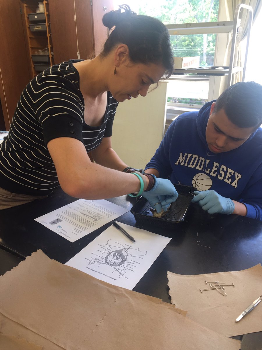 Ms_Irvs's tweet photo. #biology #frogs #dissection @AlyNotAlly https://t.co/0l4Z25gdbj