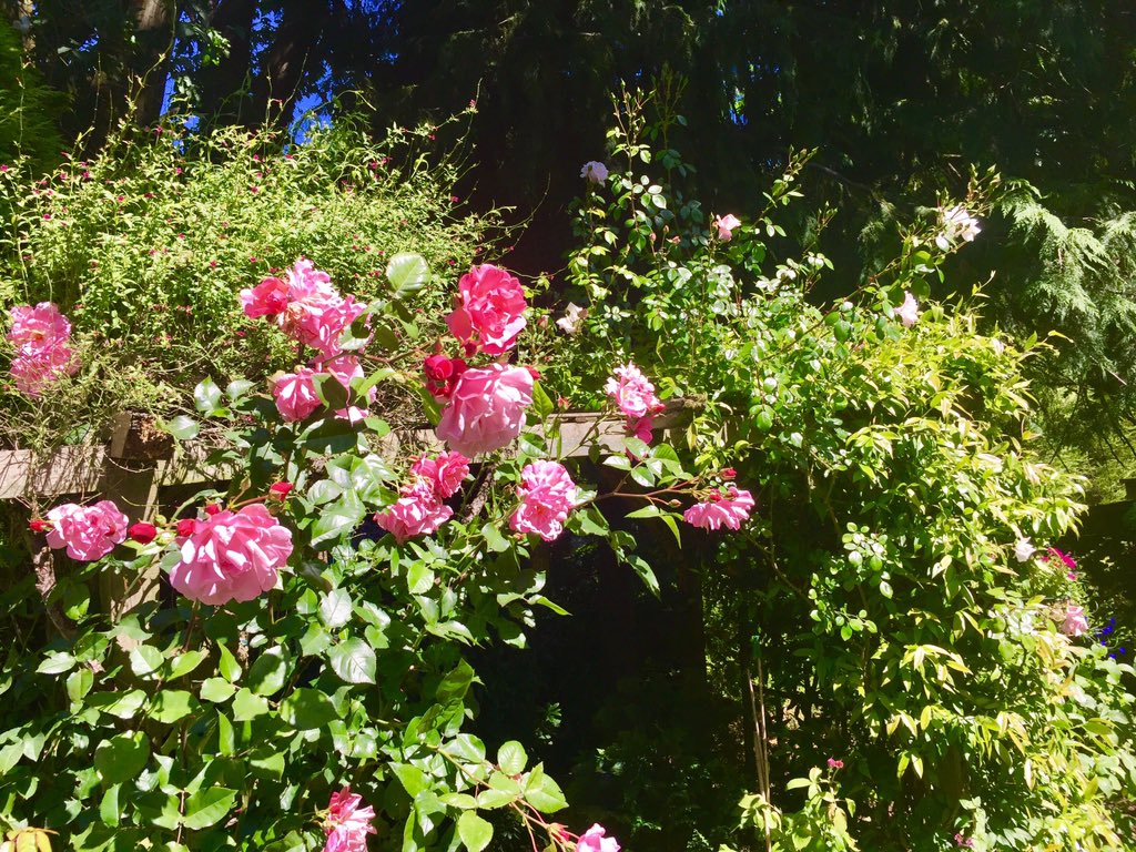 Judy_Cockerton's tweet image. It's beautiful