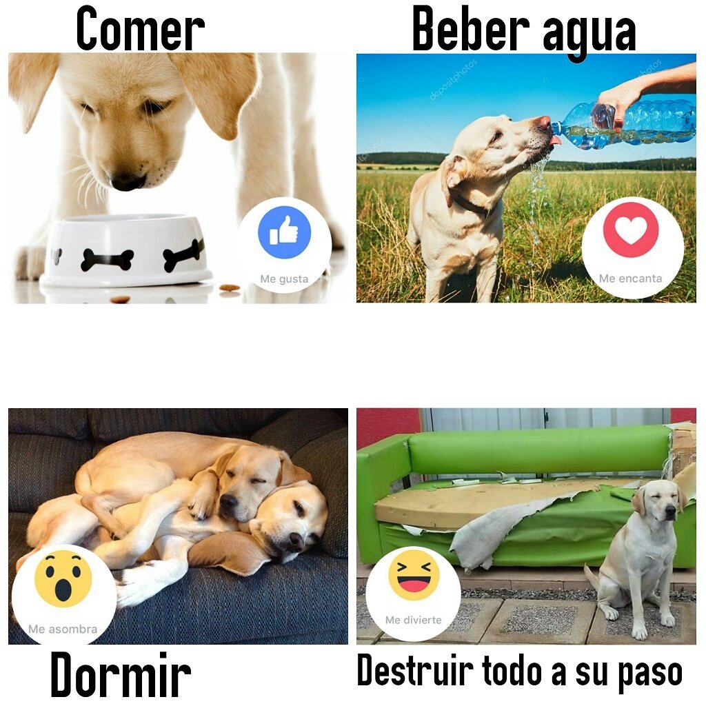 A TU LABRI....¿QUÉ ACCIÓN LE GUSTA REALIZAR MÁS? 😅