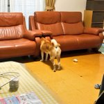 あまりに静かだと思ったらw椅子の間に挟まる愛犬のお尻が可愛すぎるw