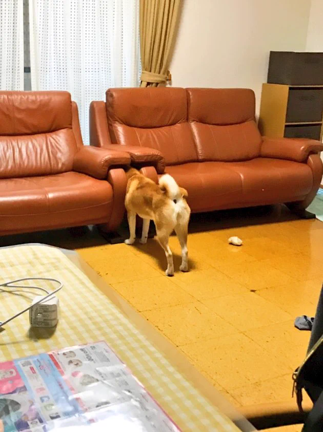 あまりに静かだと思ったらww椅子の間に挟まる愛犬のお尻が可愛すぎるw