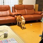 あまりに静かだと思ったらw椅子の間に挟まる愛犬のお尻が可愛すぎるw