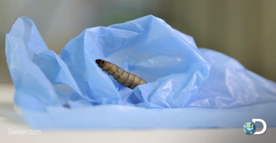 DiscoveryLA's tweet image. Esta oruga come polietileno y podría ayudar a reducir la contaminación por residuos plásticos. ¡Haz RT si no la conocías!