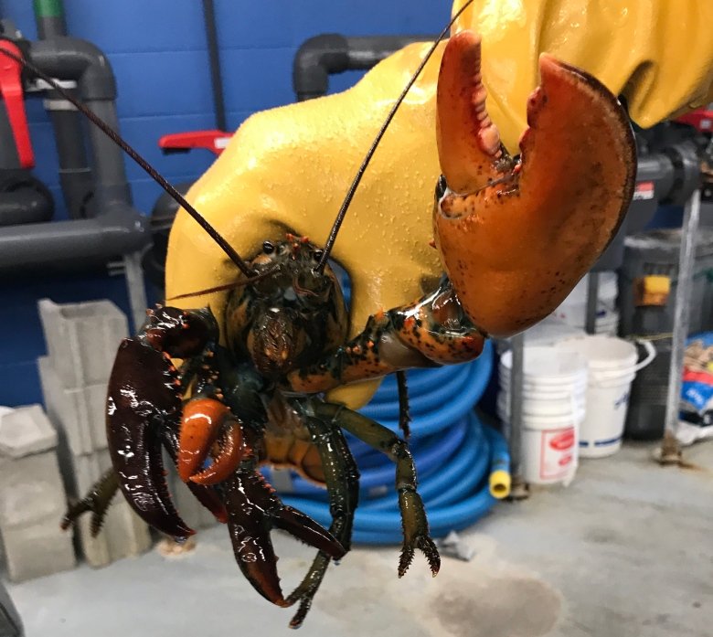 ハサミが4本 カナダで捕獲された最強のロブスターが話題 話題の画像プラス