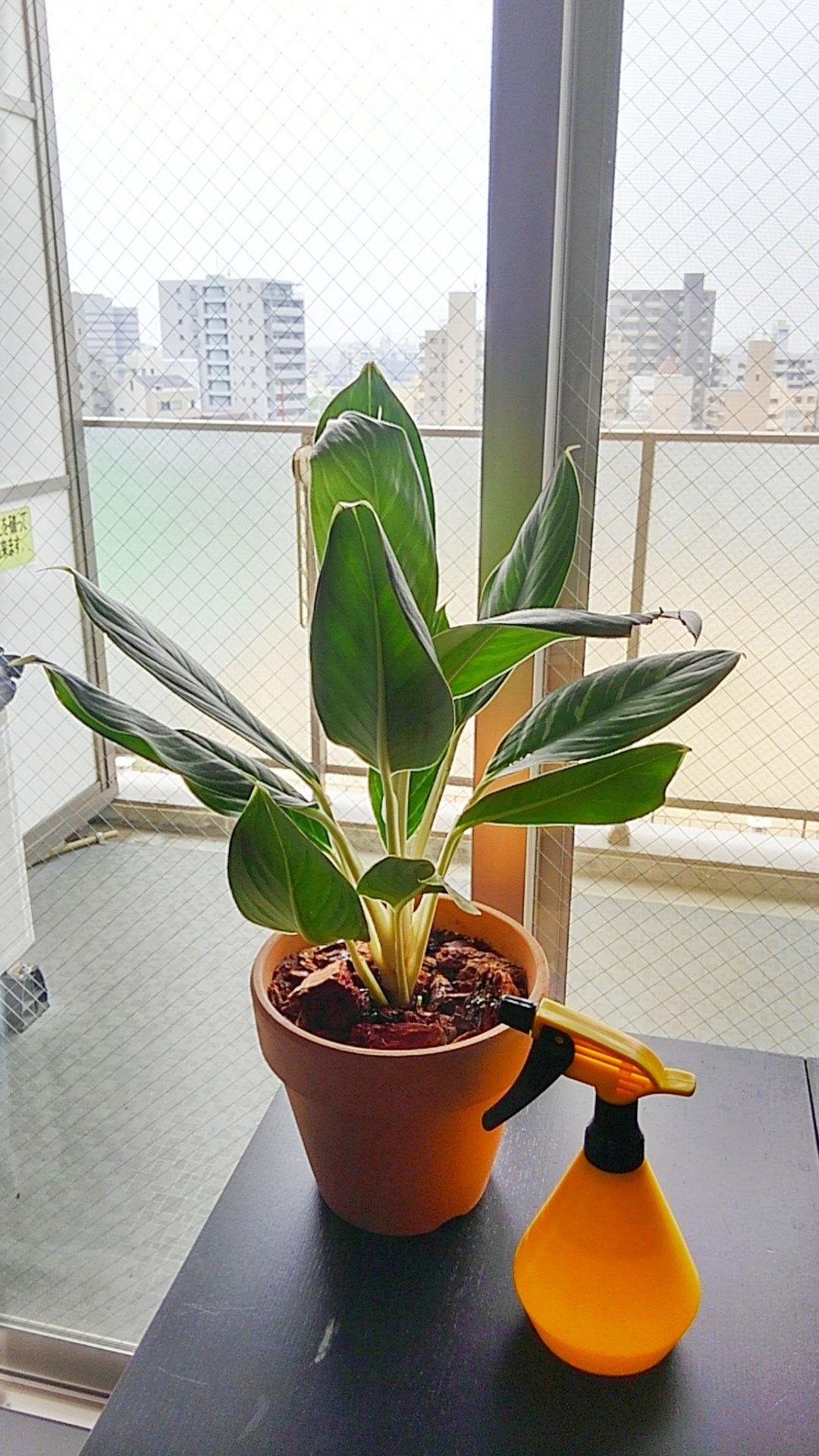 تويتر Nori0818 على تويتر 転勤前の何かの飲み会で 最近また映画 レオン 観たんじゃが 広島行ったらレオンと同じ観葉植物 アグラオネマと過ごすんじゃ とふと話したら 何と親しい後輩が最後の送別会で個人でサプライズプレゼントしてくれた しかも霧吹きも映画と