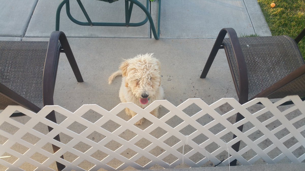 GrimSasquatch's tweet photo. Stopped by to check on this guy and he was stuck under the patio.  In other news I'm past 80,000 steps.   #blinddogproblems https://t.co/FjNVeA5oiK