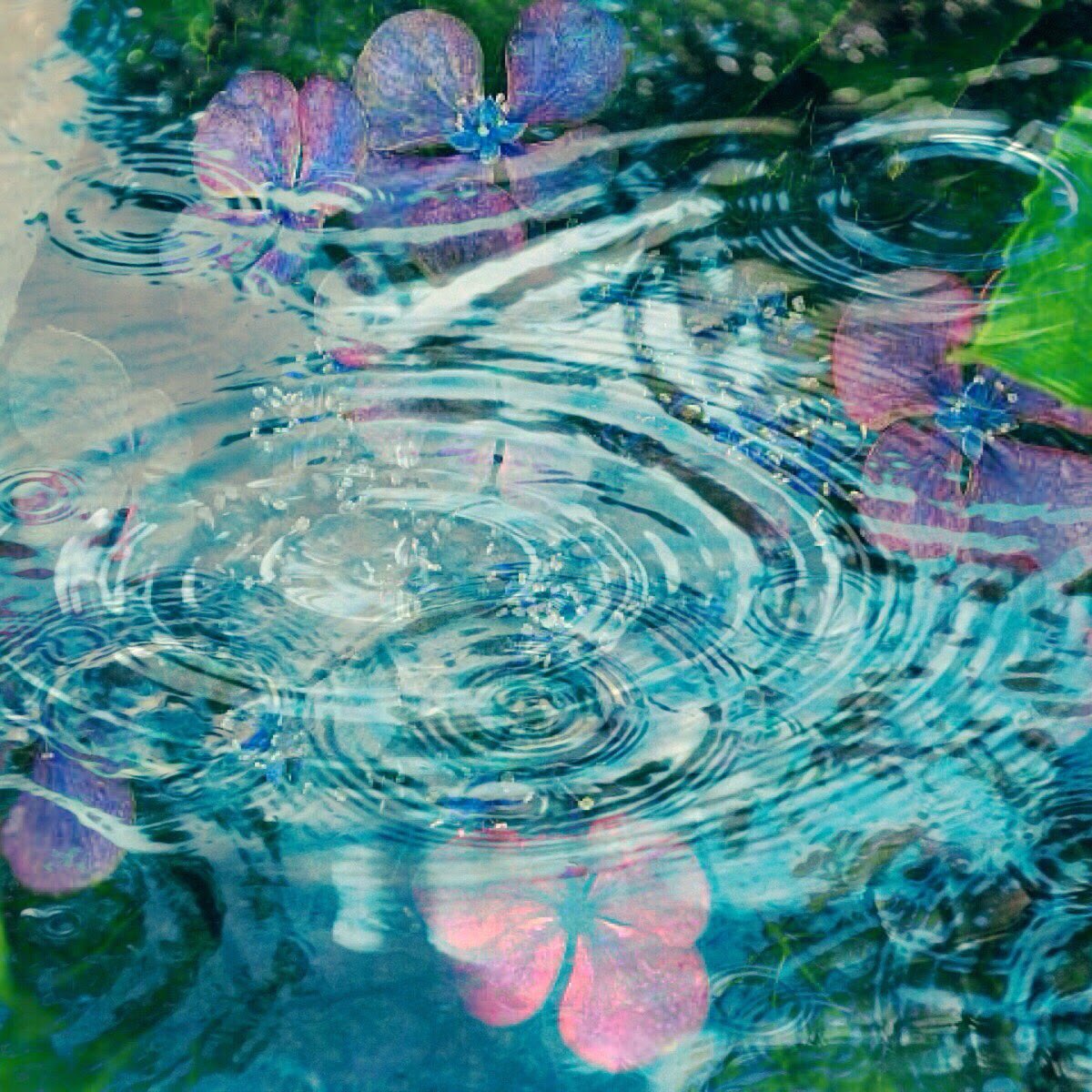 ねおneo 額紫陽花と水面の波紋をmix ˊᵕˋ 再投稿 花の色は移りにけりないたづらに わが身世にふるながめせしまに 小野小町 Japan Kyoto Flower 京都 滋賀 花 写真撮るのが好きな人と繋がりたい 写真 T Co Ckz8zjzsa9 Twitter