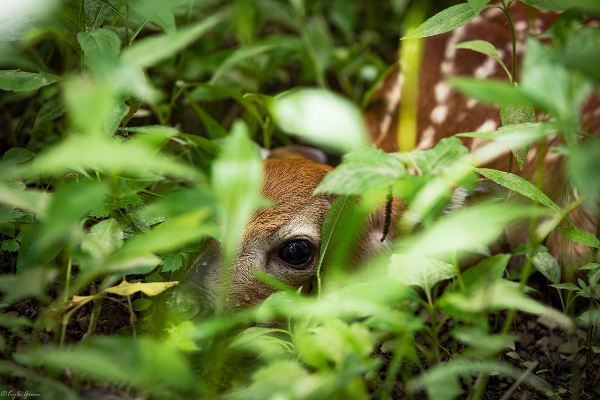Stumbled upon this lil fella today, there were 3 together, 2 of which took off fast... hope momma shares the love! #fawn #deer #whitetails