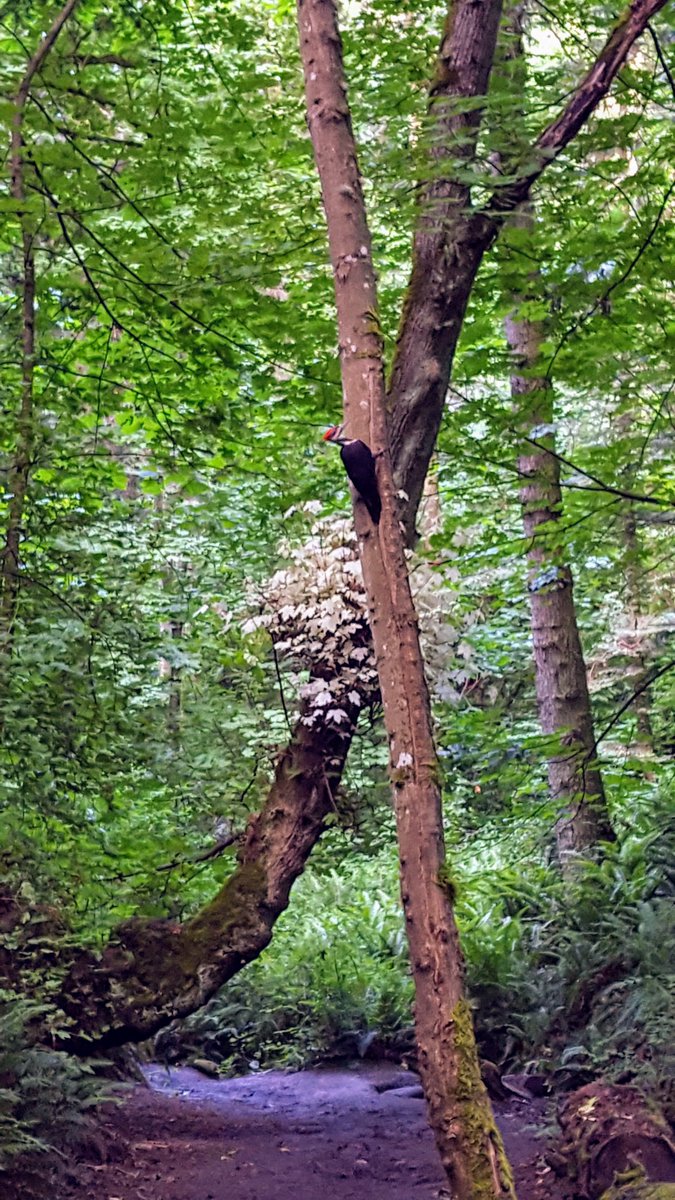 mlkharrington's tweet image. Spotted this handsome little guy in the woods behind @uvic. Does anyone know what kind of woodpecker it is? #DHSI2017 #sharp17