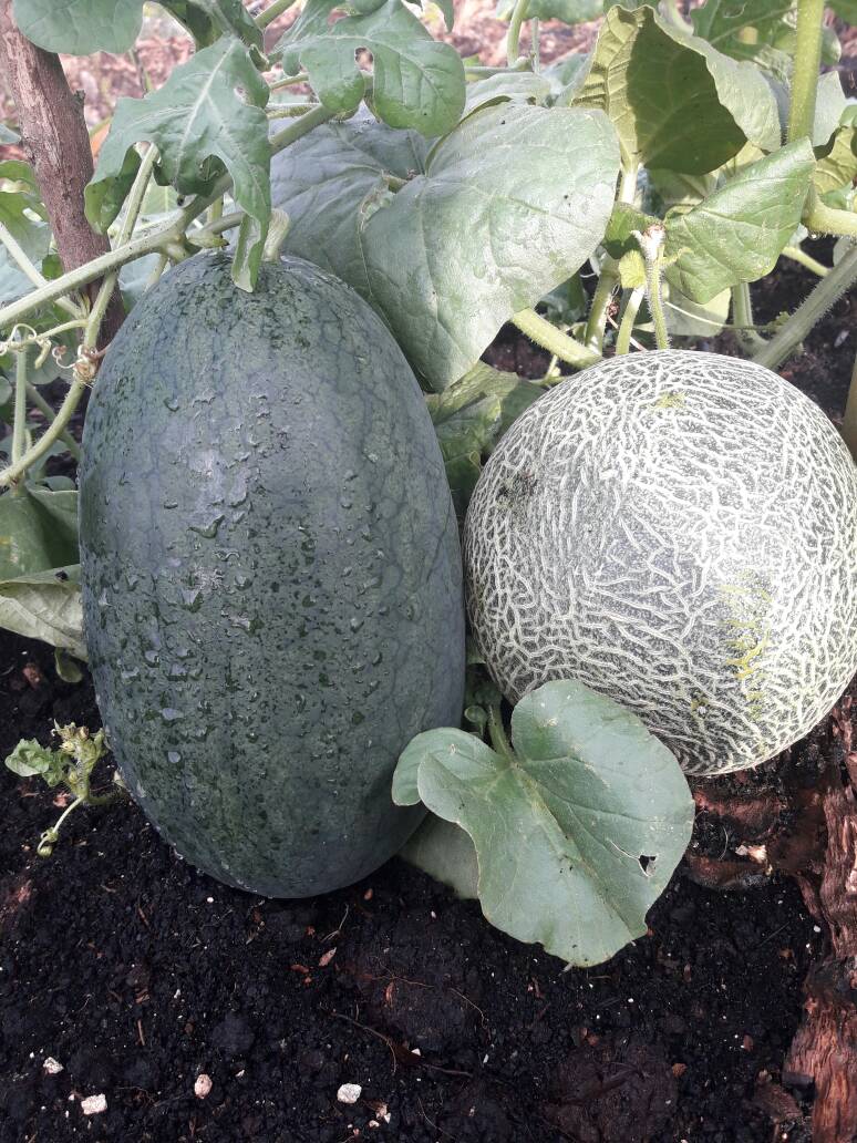 Sengaja saya tanam berdampingan..beda warna dan kulit,halus dan kasar.pdhl sama2 enak dan manis.ga saling berebut makan dan cakar2 an..