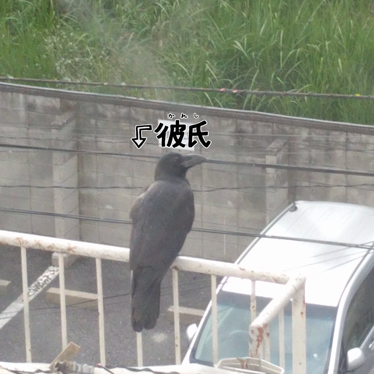 井上悟 A Twitter あ カラスだ ﾌﾌ つがいかな 5秒後