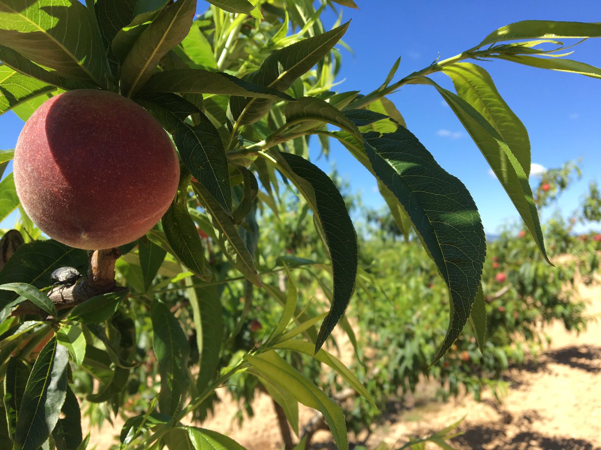 Avui inaugurem el mercat del #pressecdordal a #santpaudordal! Us hi esperem! #penedes