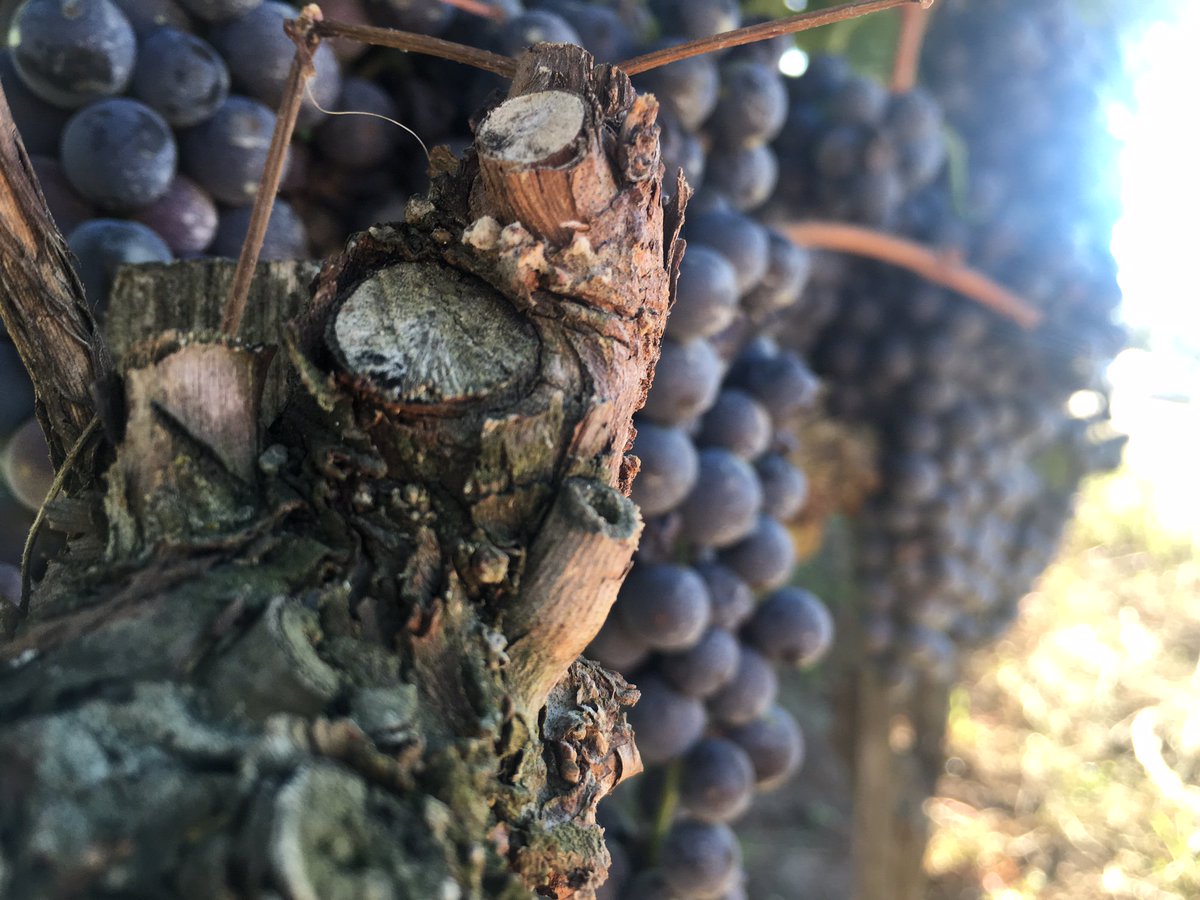 Italia's tweet photo. Viaggio in #Basilicata in calici di vino: #AglianicodelVultureDoc #MateraDoc, #TerreAltavaldagriDoc, #GrottinodiRoccanova #webasilicata 🍷 https://t.co/ofdvKD9ZKr