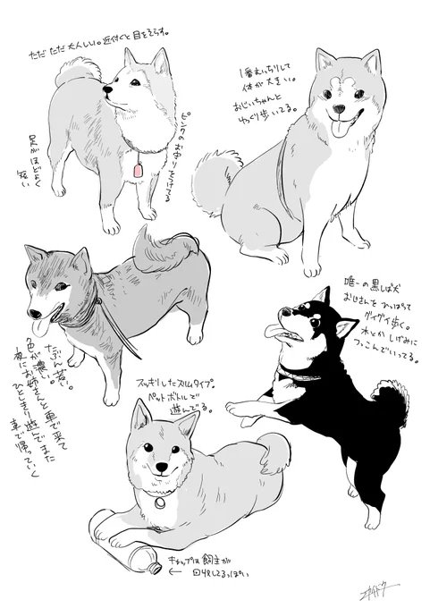 近所の柴犬メモ 