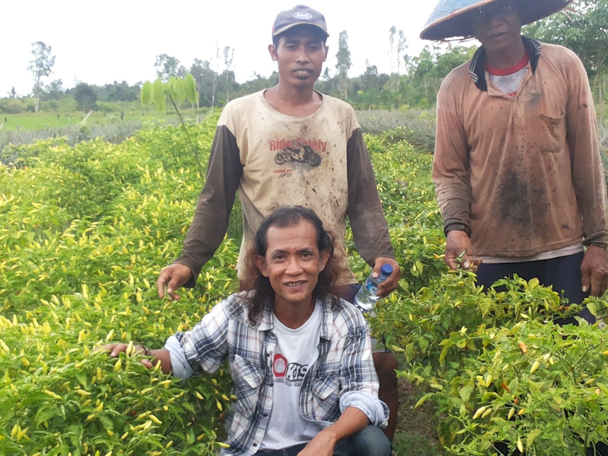 <a href="/kokokdirgantoro/">Kokok Herdhianto Dirgantoro</a> Ini Pak SUnyadi di Kalteng dan Cabe di Kampung Bali, Kalteng. Gambut mbut dan luar biasa hasilnya