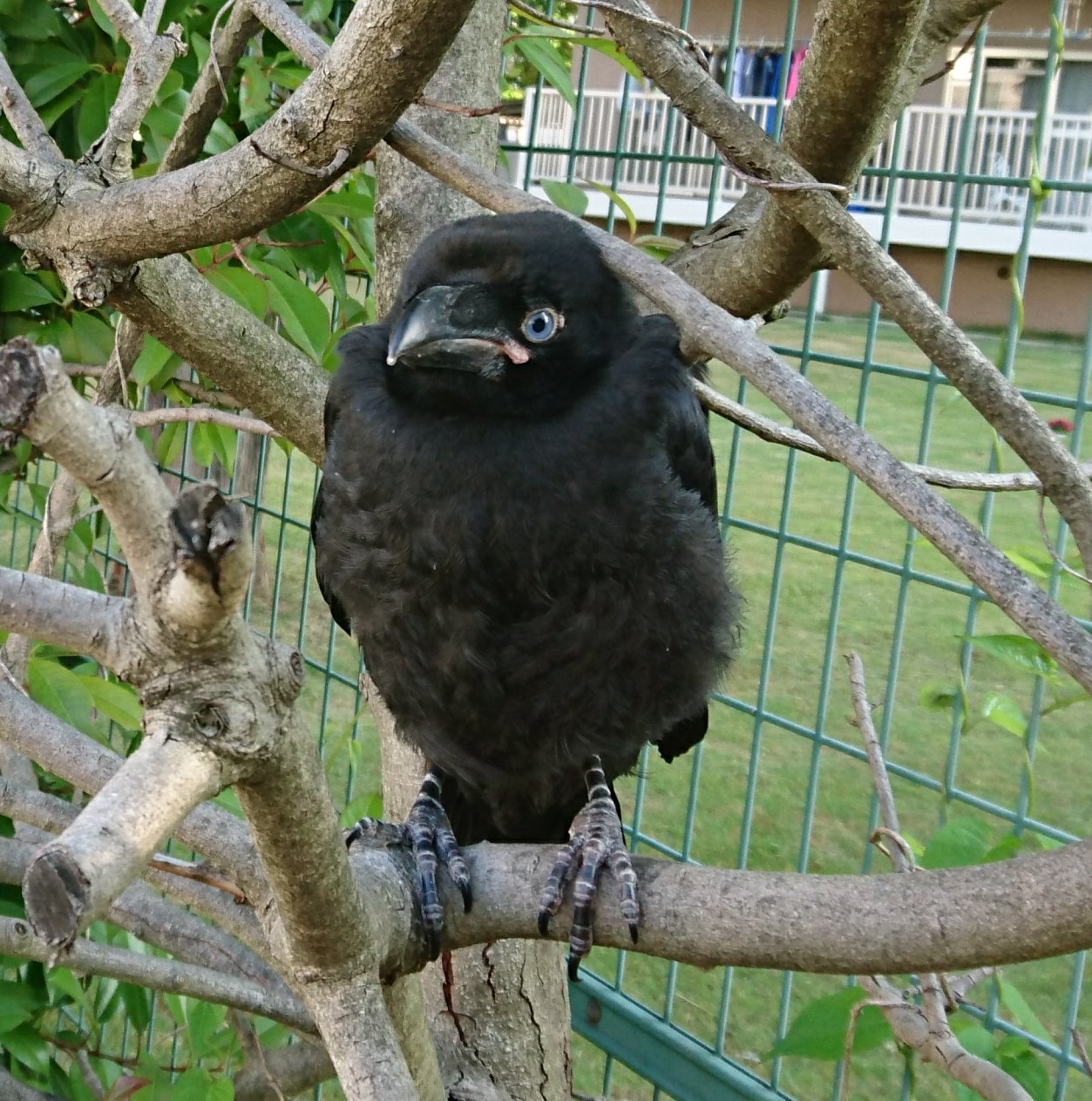 子供のカラス Twitter Search Twitter