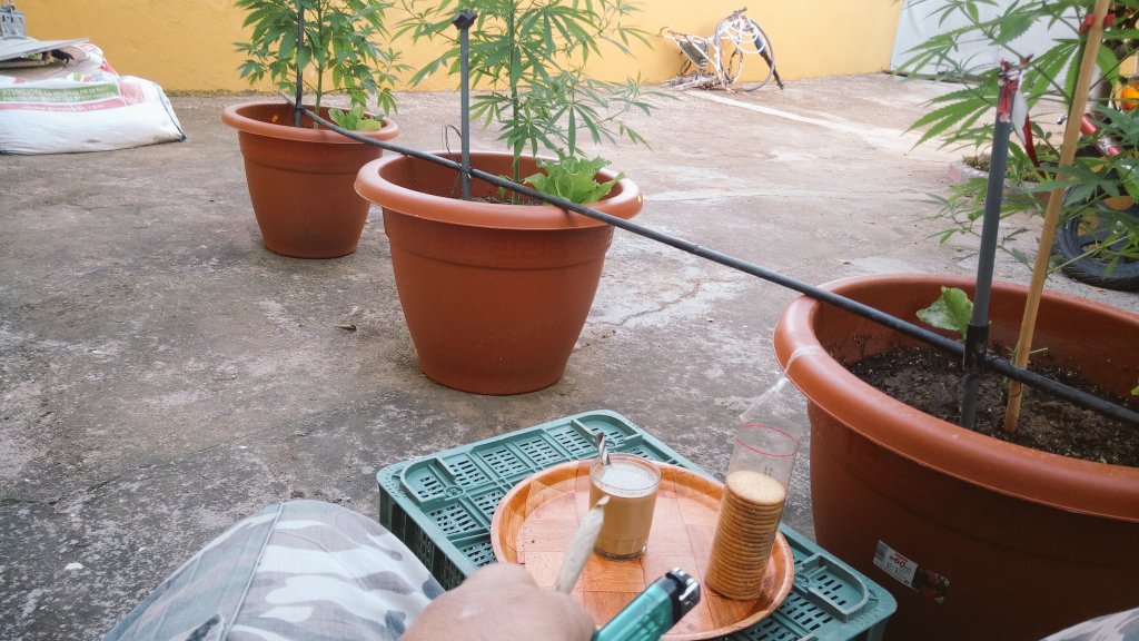 NoDuduZone's tweet photo. Un buen #petayuno, el desayuno de los champions, #weednosdias shurfumetas. https://t.co/3GLQywQv7a