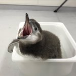 プールデビューの特訓!可愛すぎるペンギンの赤ちゃんが水になれる特訓中w