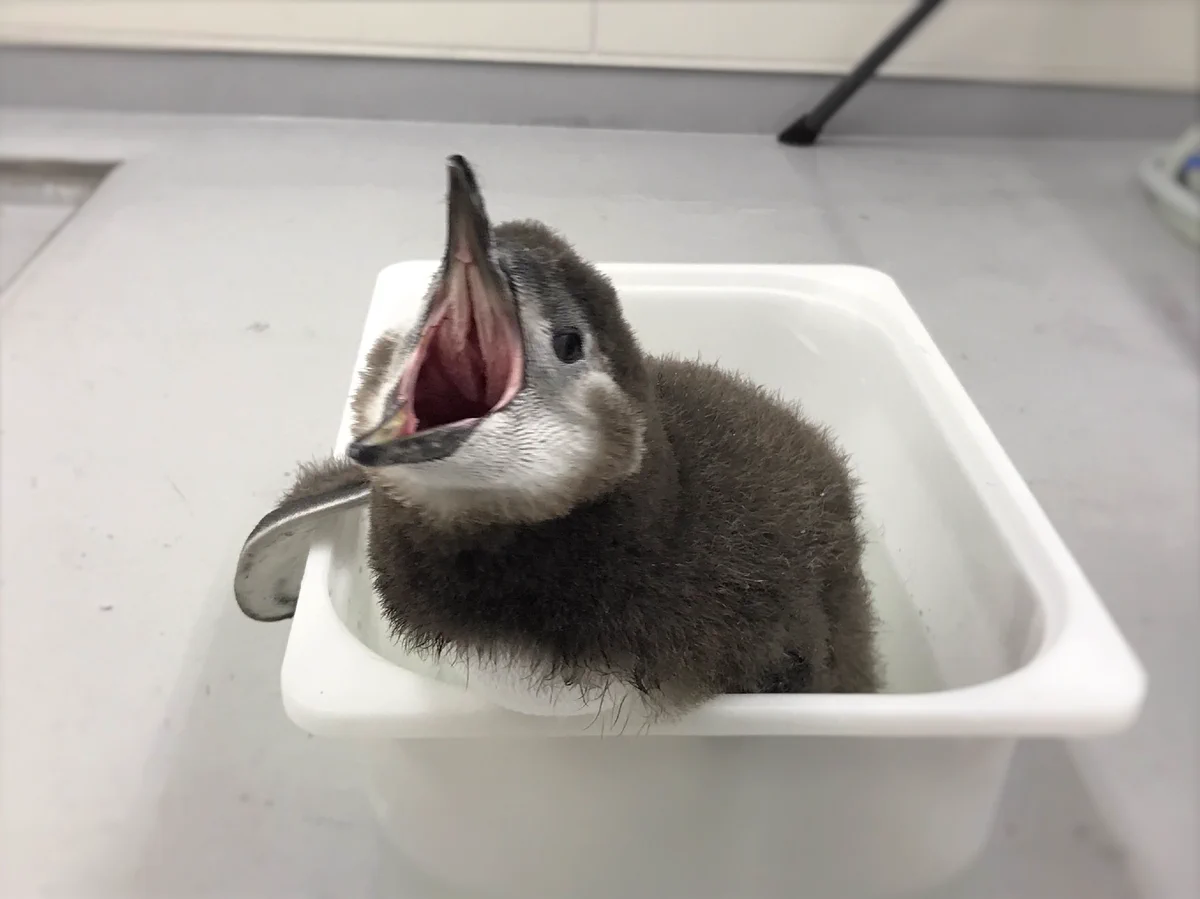 プールデビューの特訓！可愛すぎるペンギンの赤ちゃんが水になれる特訓中w