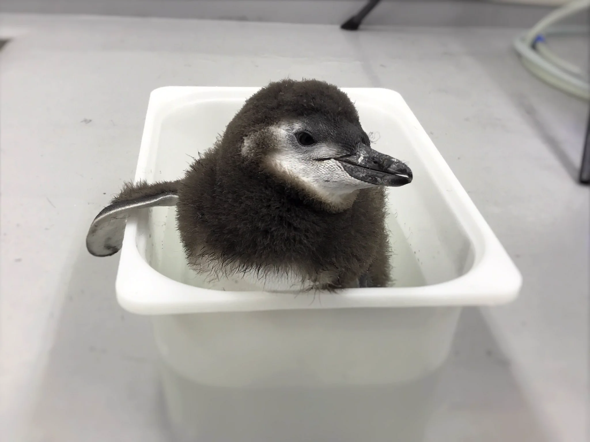 プールデビューの特訓！可愛すぎるペンギンの赤ちゃんが水になれる特訓中w