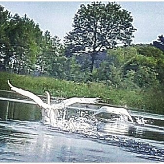 collectingsmile's tweet photo. #worldsmilearchive #smilecoaching #integration #swan #schwan #labedz #birds #warmia #mazury #ptaki #vogel https://t.co/cC1EGwJ59T
