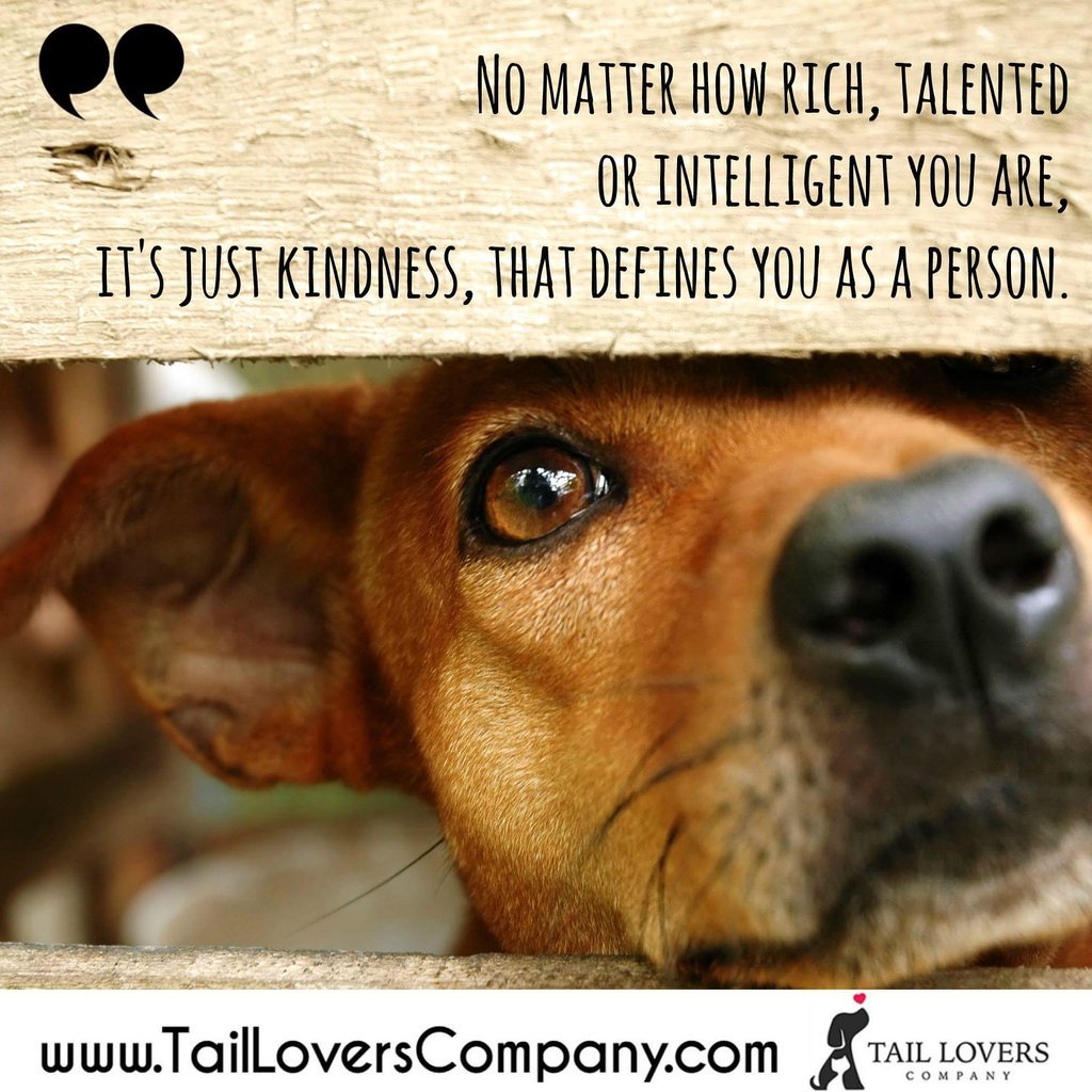 tailloversco's tweet photo. It doesn't take a lot for these little acts of #kindness.. ❤️🌞

#quotes #quoteoftheday #thoughtoftheday #dogquotes #petquotes #dogs #love https://t.co/inCqWvgUBj